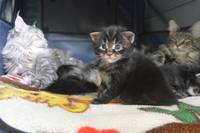 VFL.RU - ваш фотохостинг