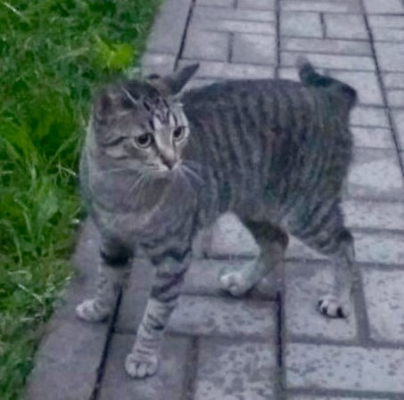 image.jpeg