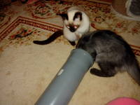 VFL.RU - ваш фотохостинг