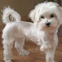 maltipoo
