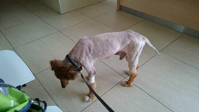 2017-06 Cesar IMG 8251 web