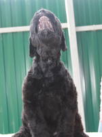 VFL.RU - ваш фотохостинг