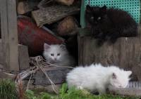 Котодети 1