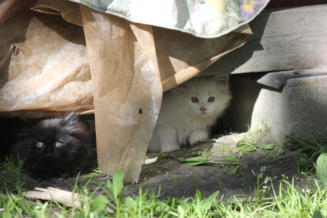 Котодети