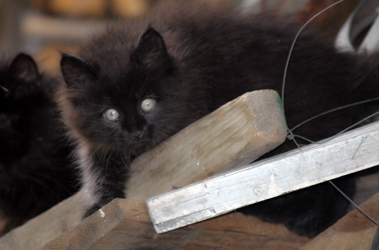 Которебенок 1