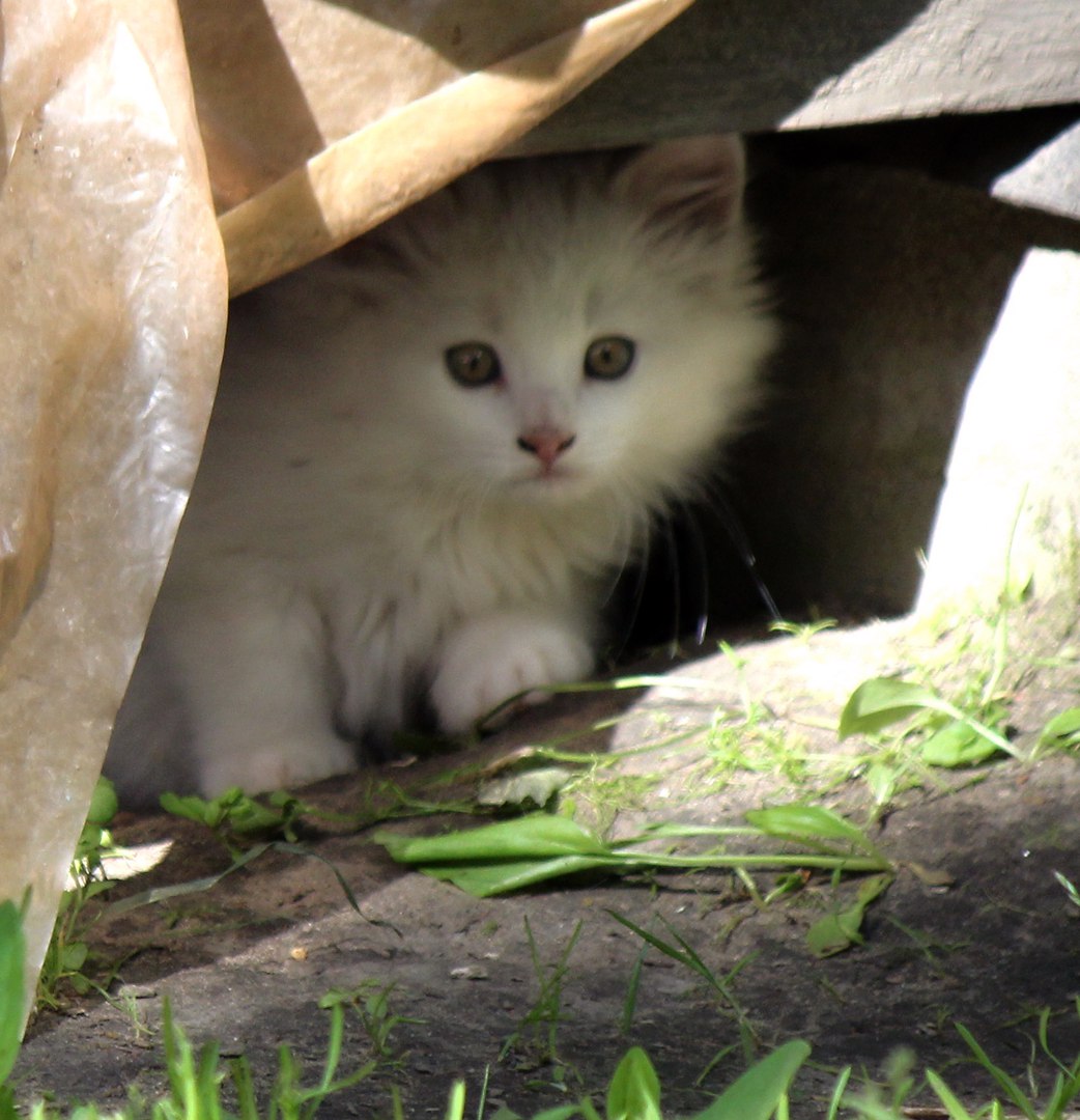 Которебенок