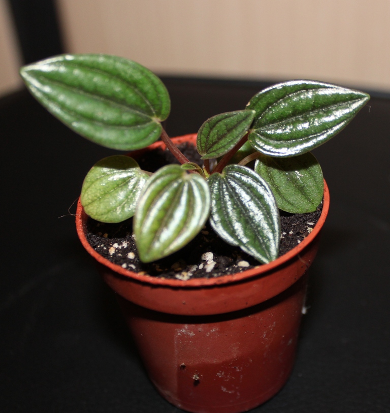 Пеперомия Peperomia griseoargentea