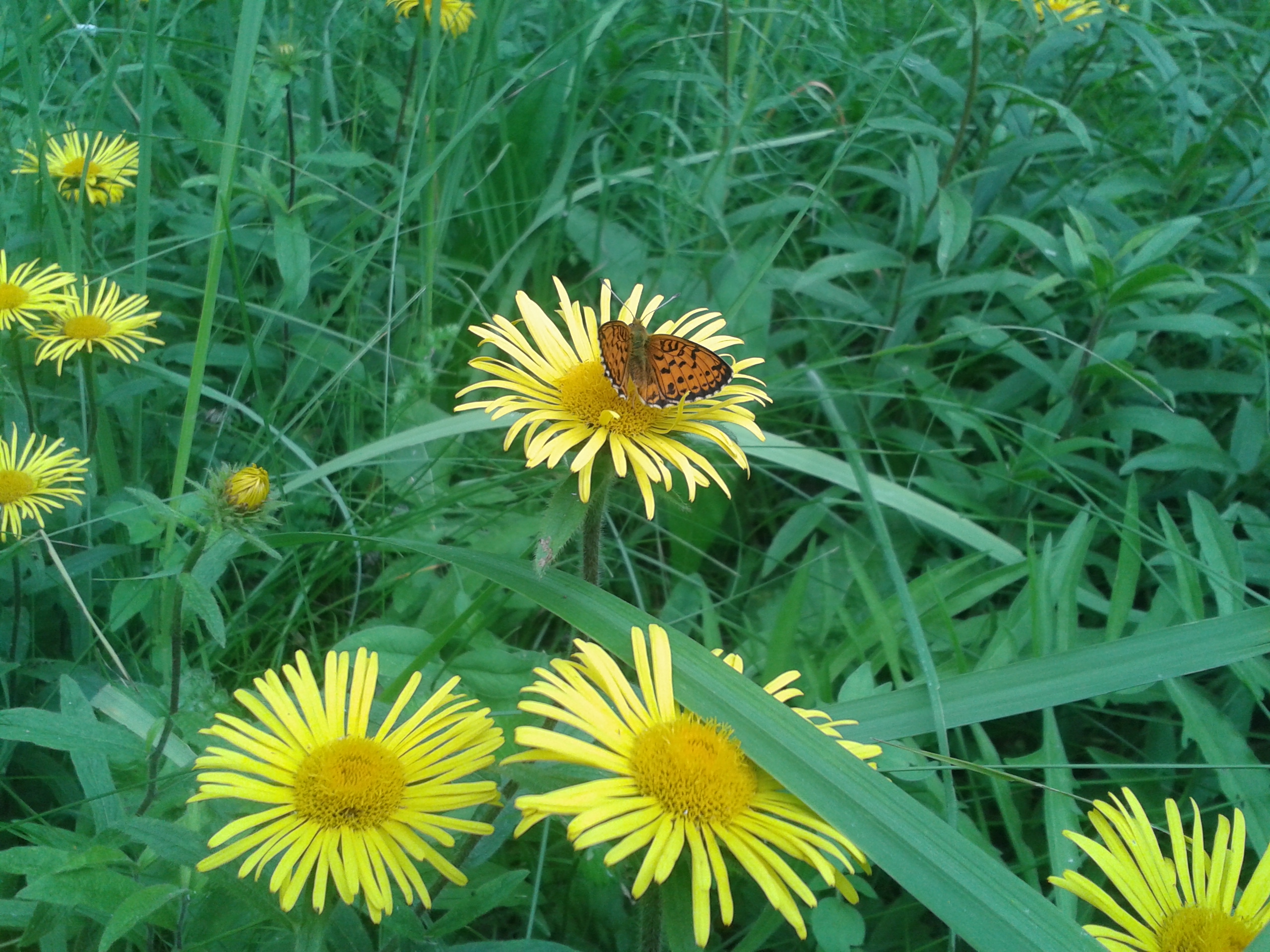 Цветы жёлт с бабочк лес