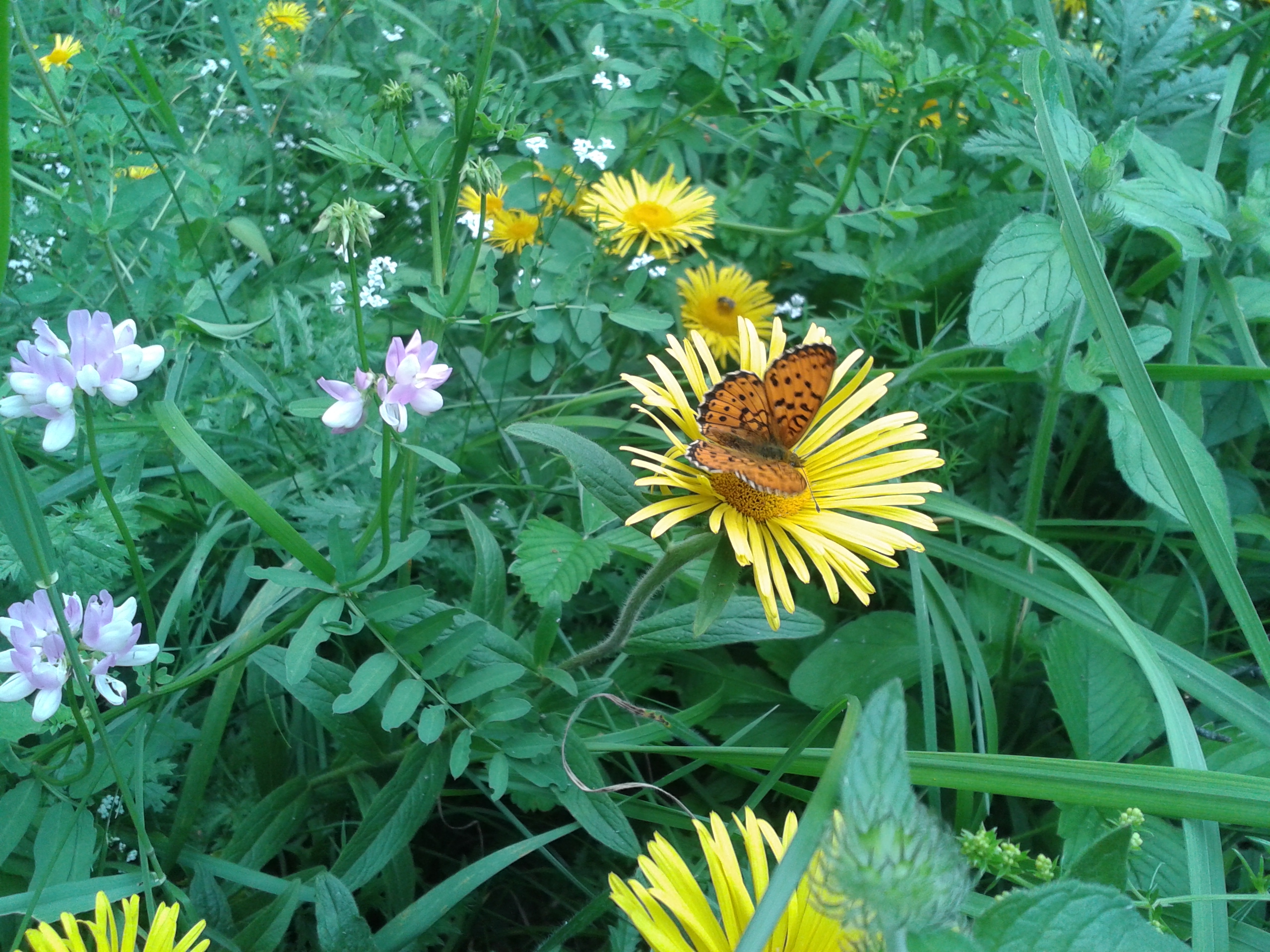 Юабочка на жёлтом цветке