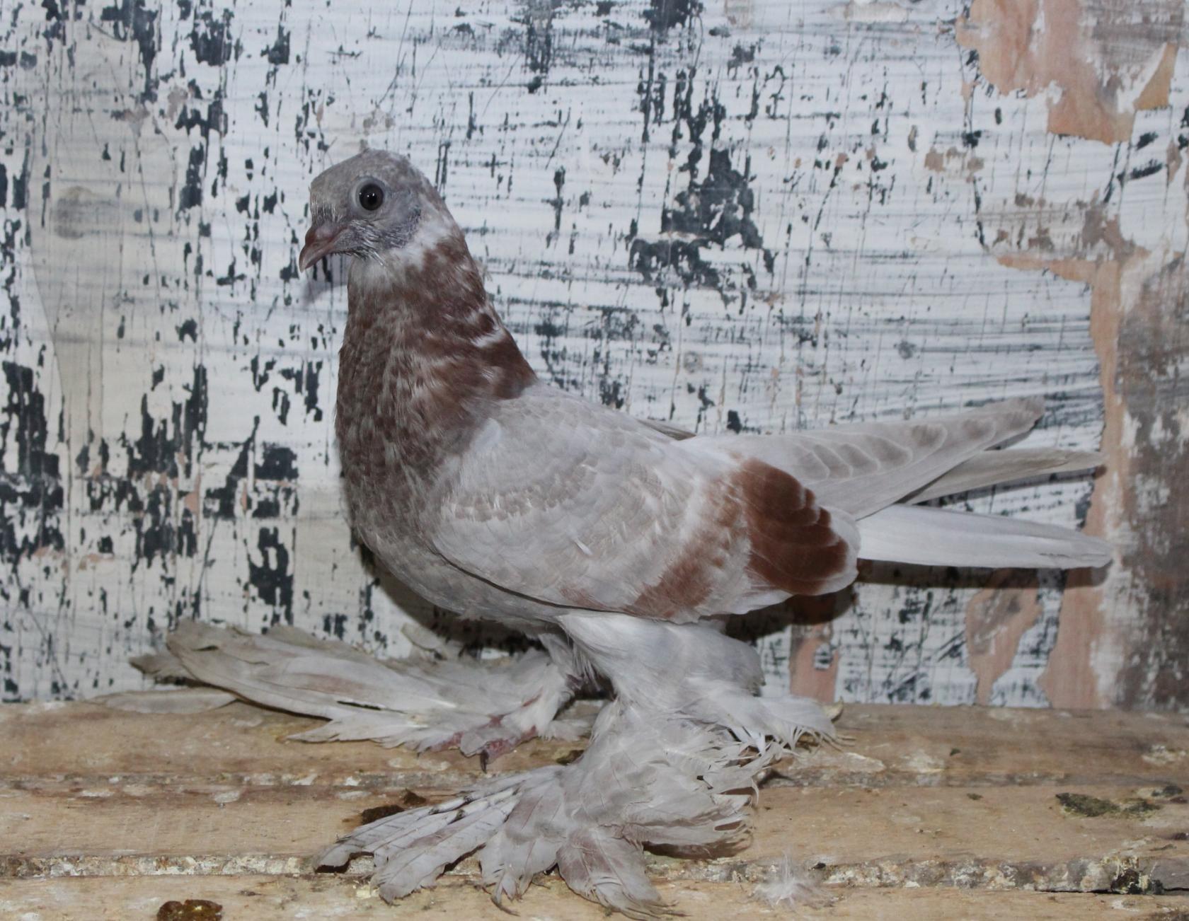image-41
