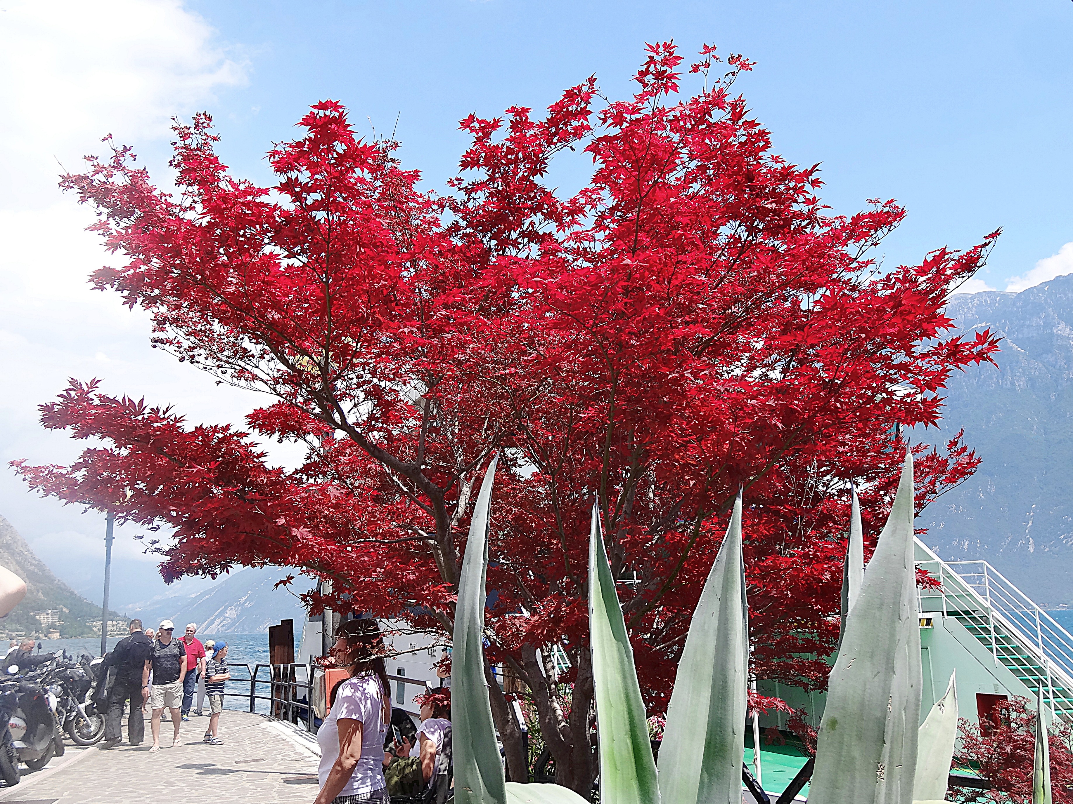 Необычное дерево на набережной Лимоне. Фото Морошкина В.В.