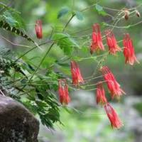 columbine wild