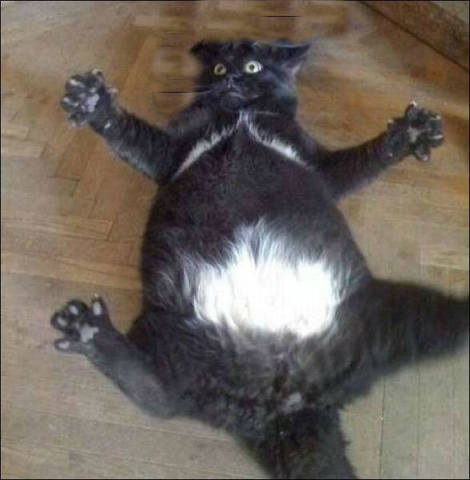 VFL.RU - ваш фотохостинг