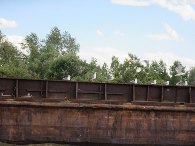 VFL.RU - ваш фотохостинг