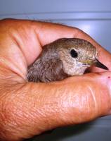 не хотел улетать. пригрелся на руке.