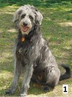 G Sheppard poodle mix