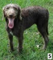 weimardoodle