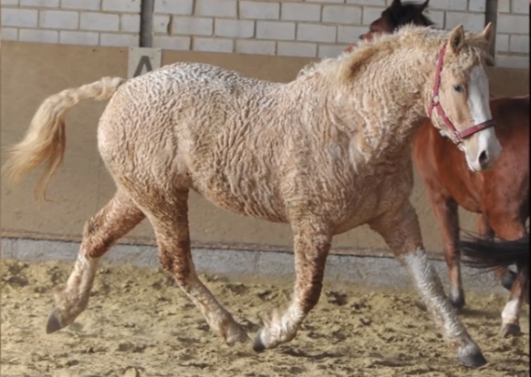 Curly horse2