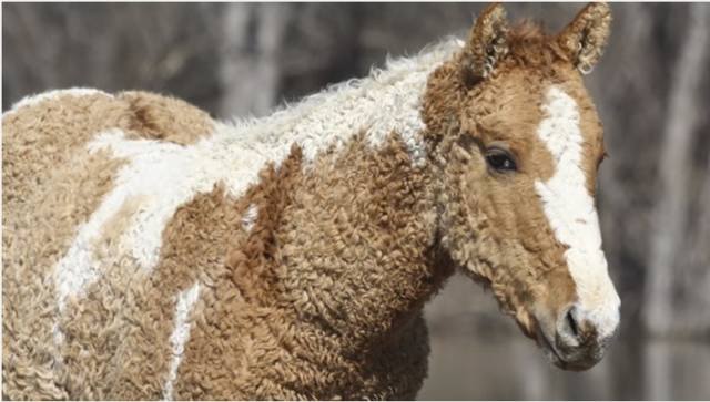 Bashkir Curly horse