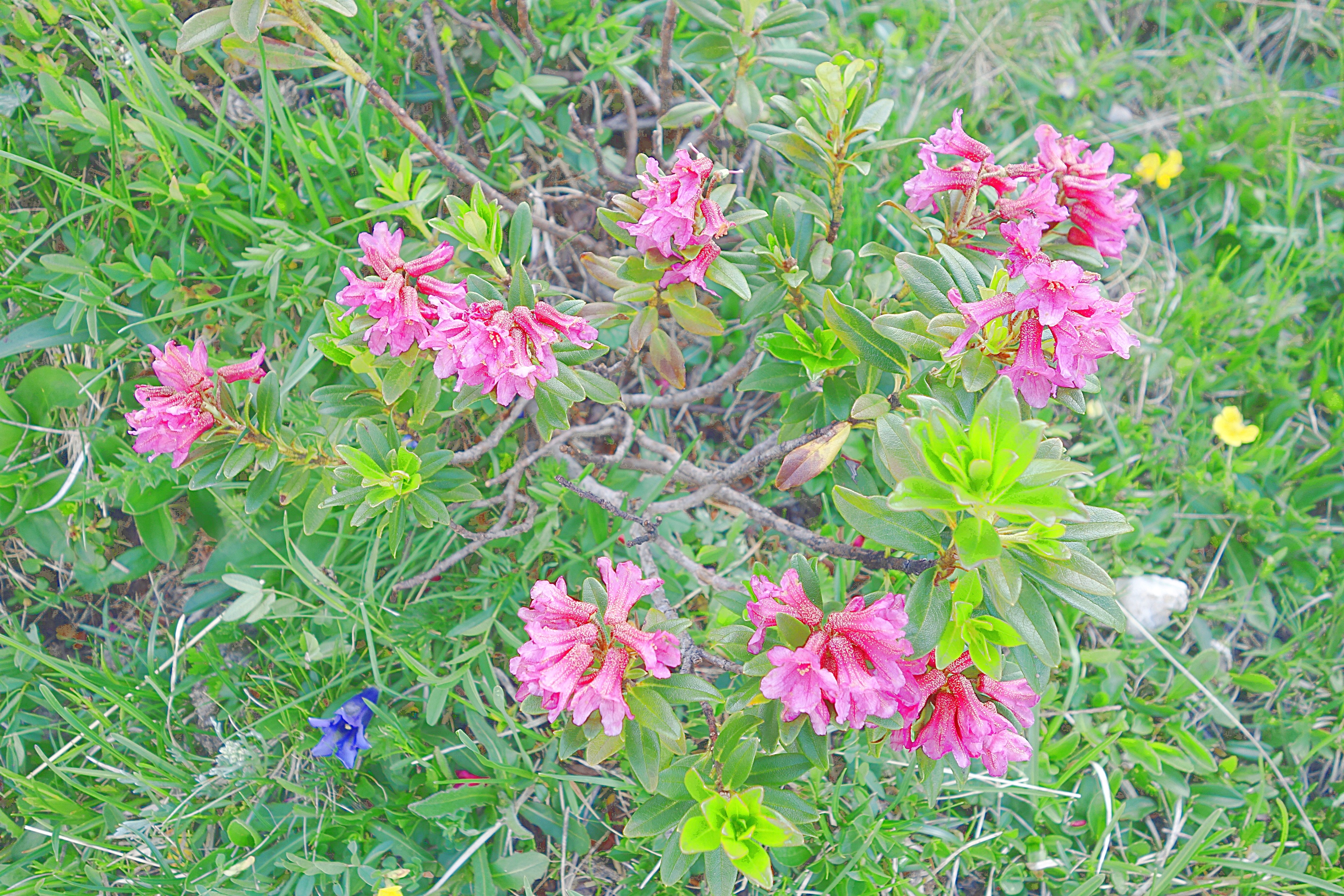 Цветы в горной тундре на склоне Сассолунго. Фото Морошкина В.В.