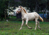 a1