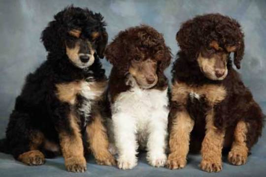 tricolors-Cantope Poodles