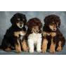 tricolors-Cantope Poodles