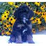 Tri-color dogs oodle com