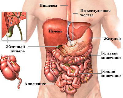 Брюшная полость