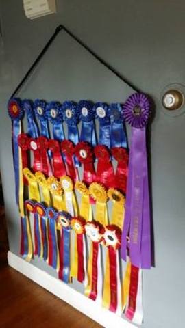 dog show rosettes display