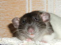 VFL.RU - ваш фотохостинг