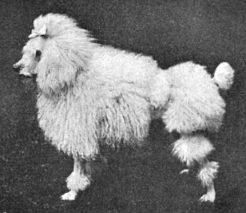 history-poodles4