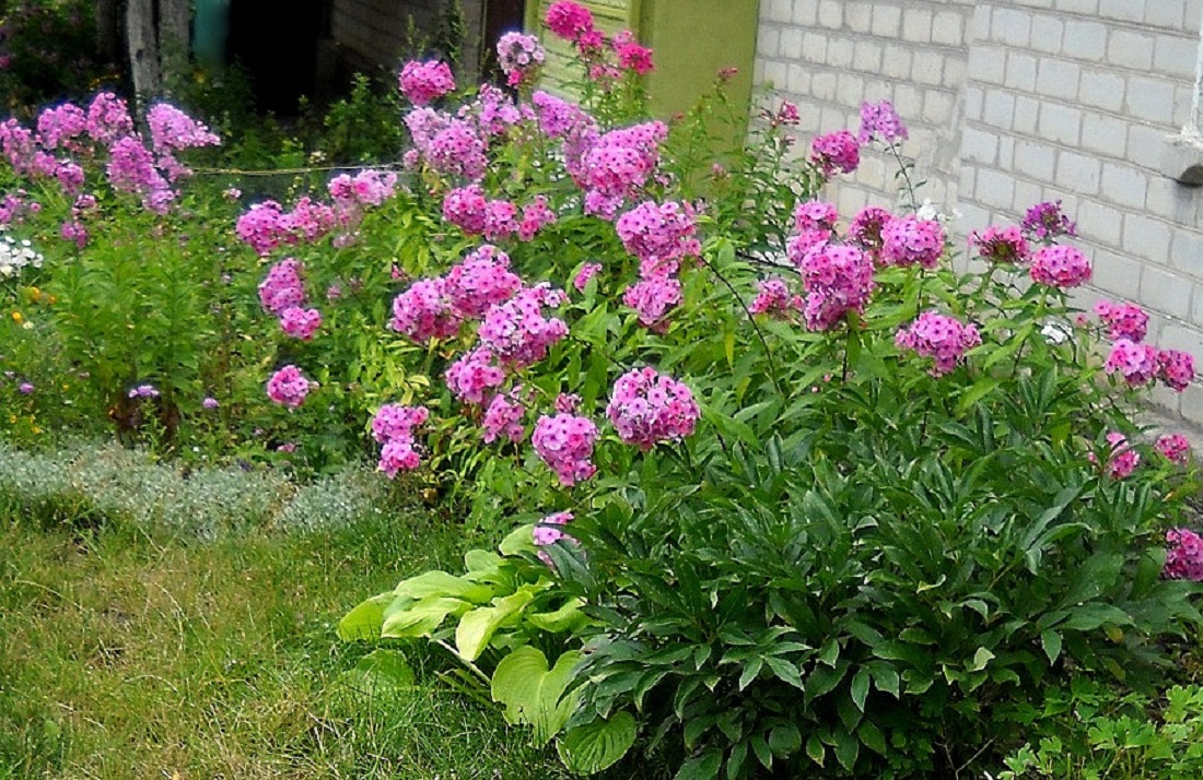 Флоксы