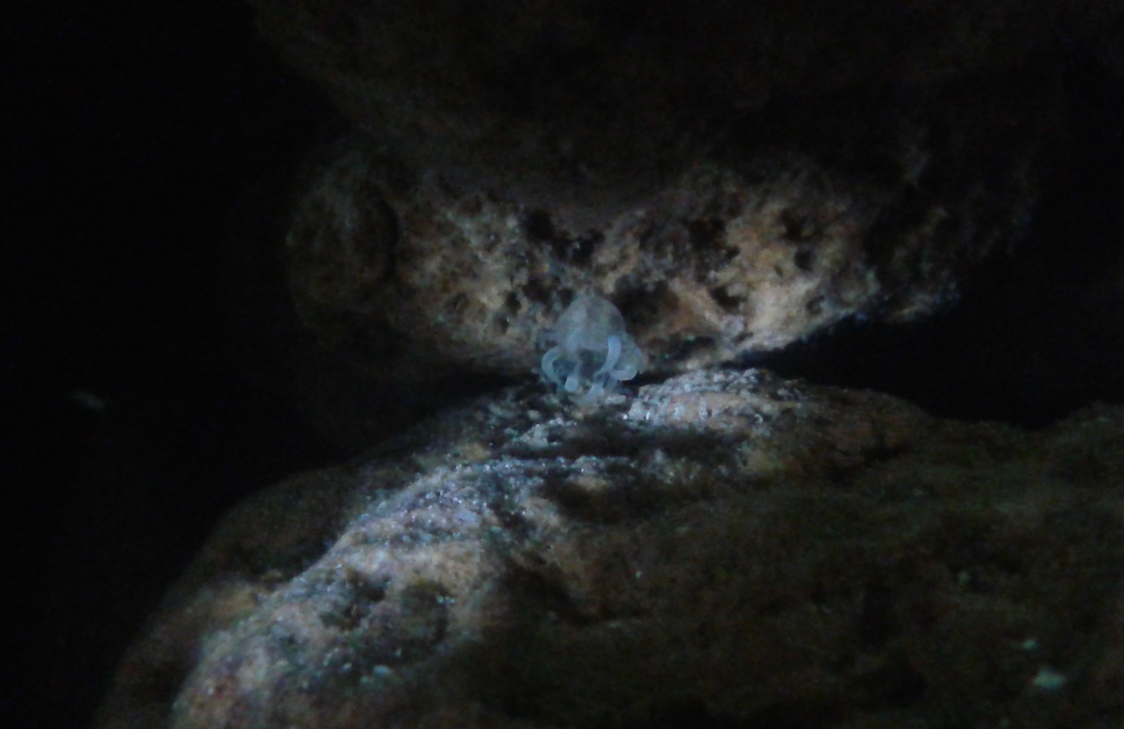 актини-неизвест-2 (9)