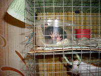 VFL.RU - ваш фотохостинг