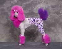 poodle w colors Kelci Grupe