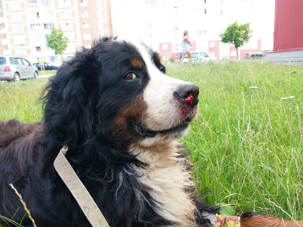2017-06 Cesar IMG 8251 web (1)