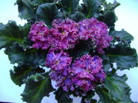 VFL.RU - ваш фотохостинг