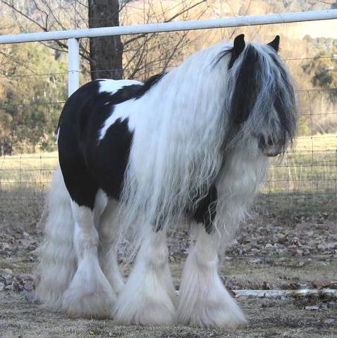 Miniature Gyspy Horse in North America3 Christine Cantrill FB