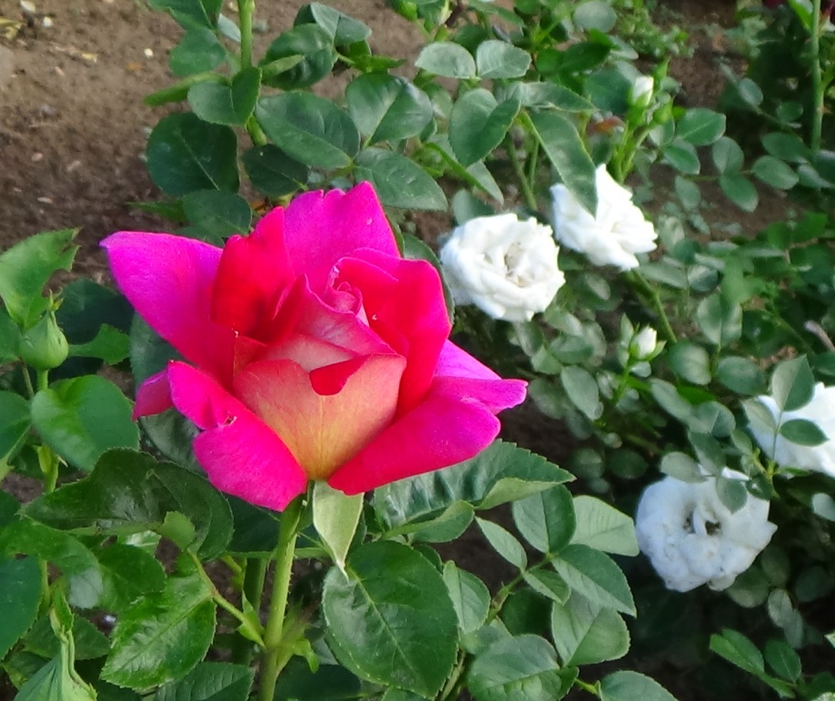 кроненбург