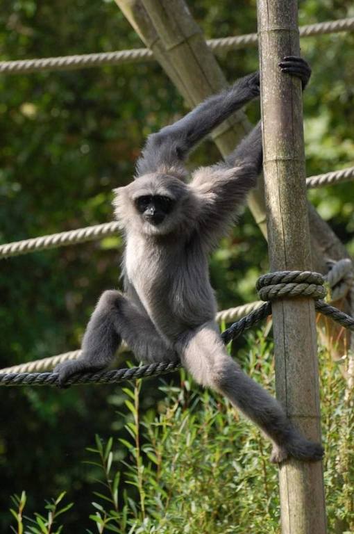 serebristyj-gibbon-vymirajushhij-primat-animal-reader.ru--680x1024