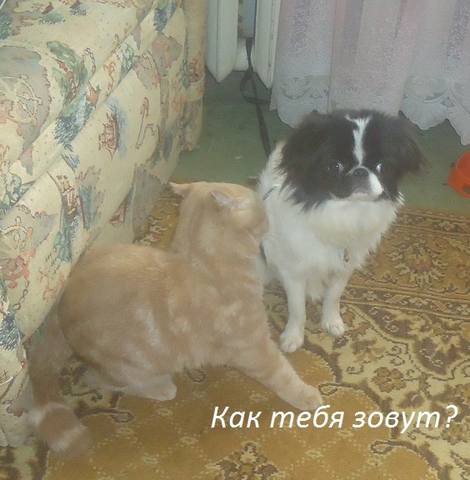 ��� ���� �����