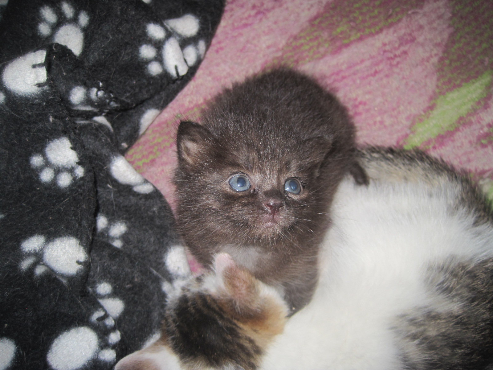 Кошачье семейство: третья неделя жизни Кот, кошка и котята