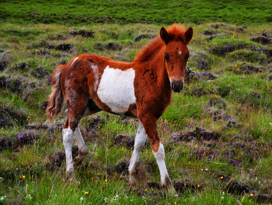 tundra s child by dae thalin-d5rhsw8