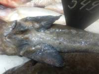 Стерлядь. Нижние ряды жучек