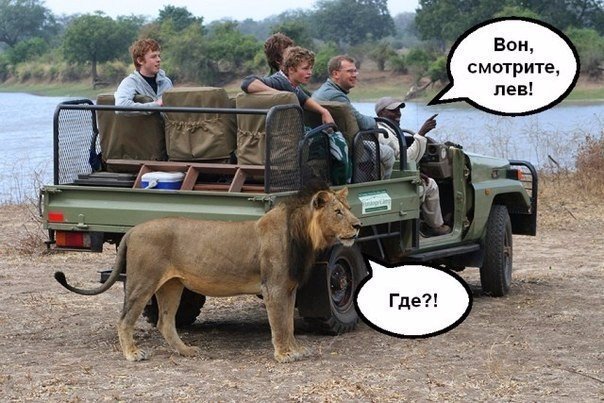 Смотрите, Лев!