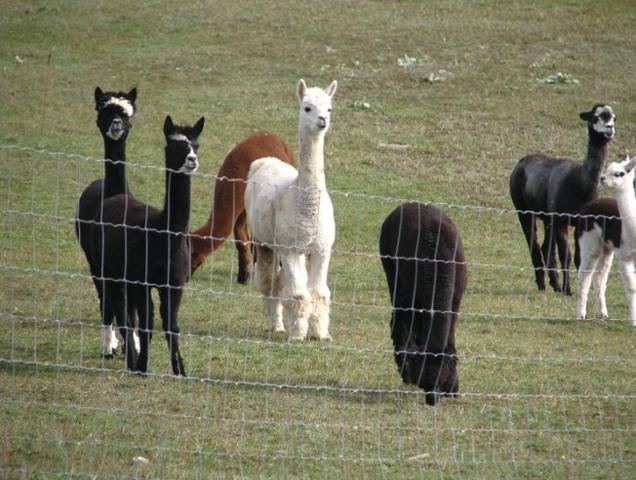 alpacas