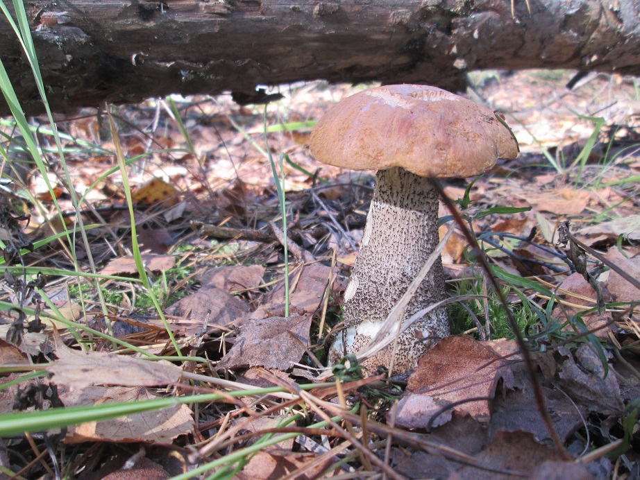 подос4