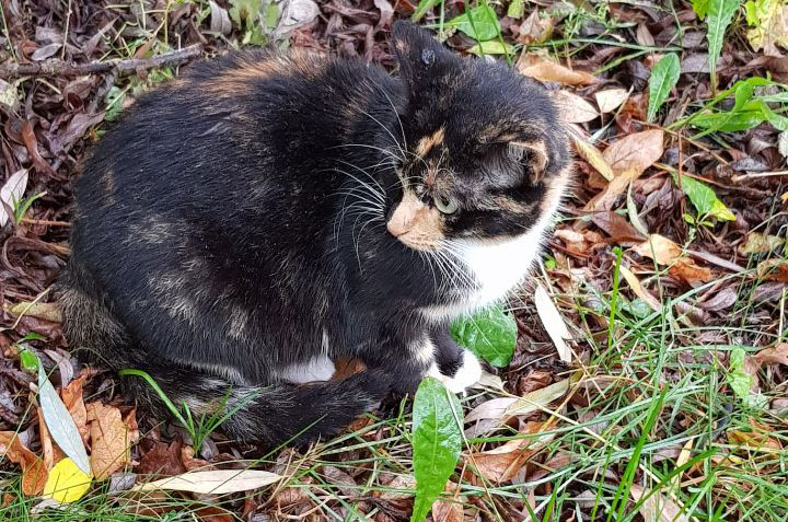 cat2