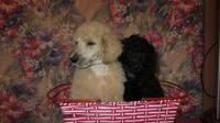 image (3)